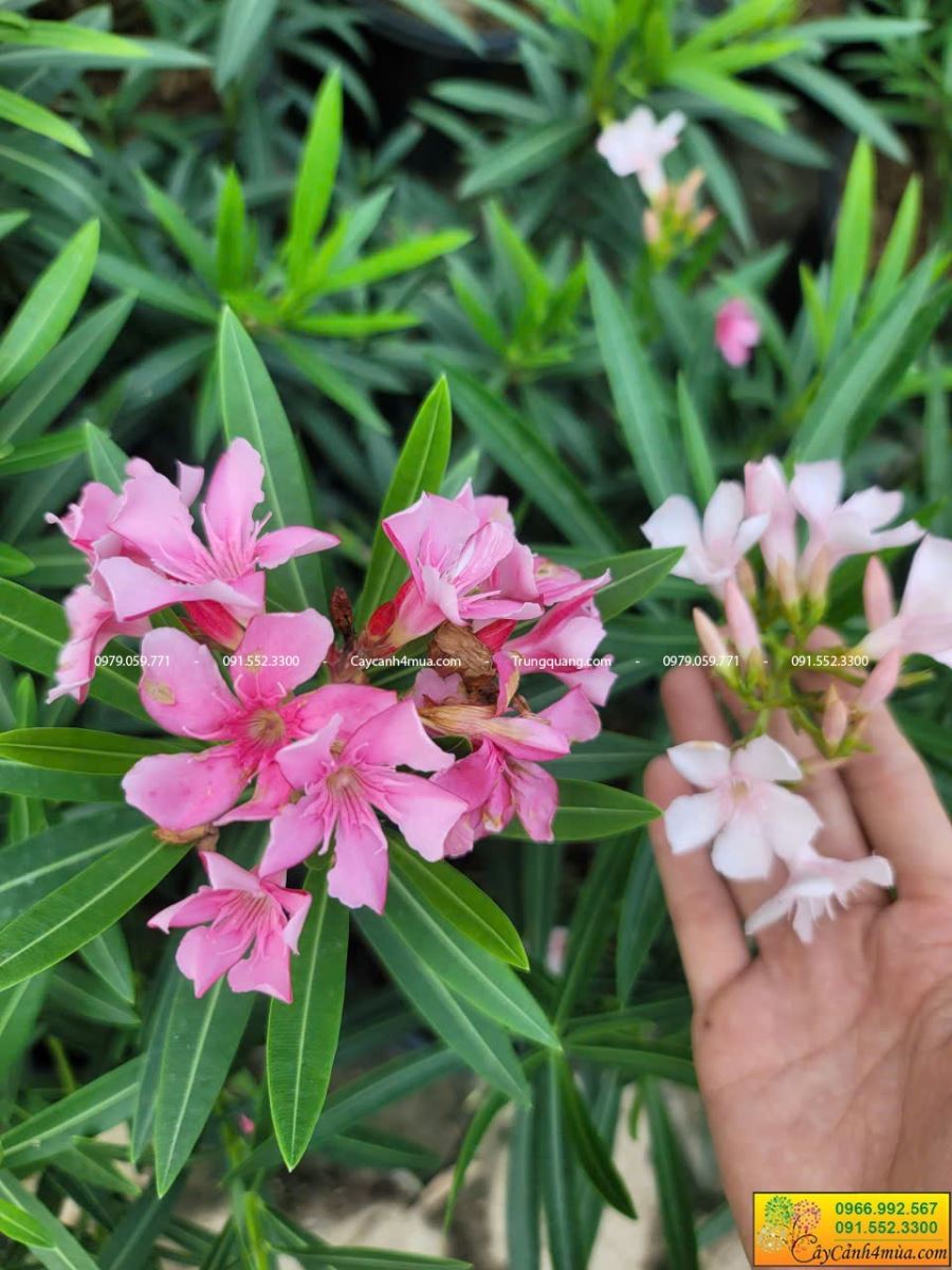 hoa trúc dào thái