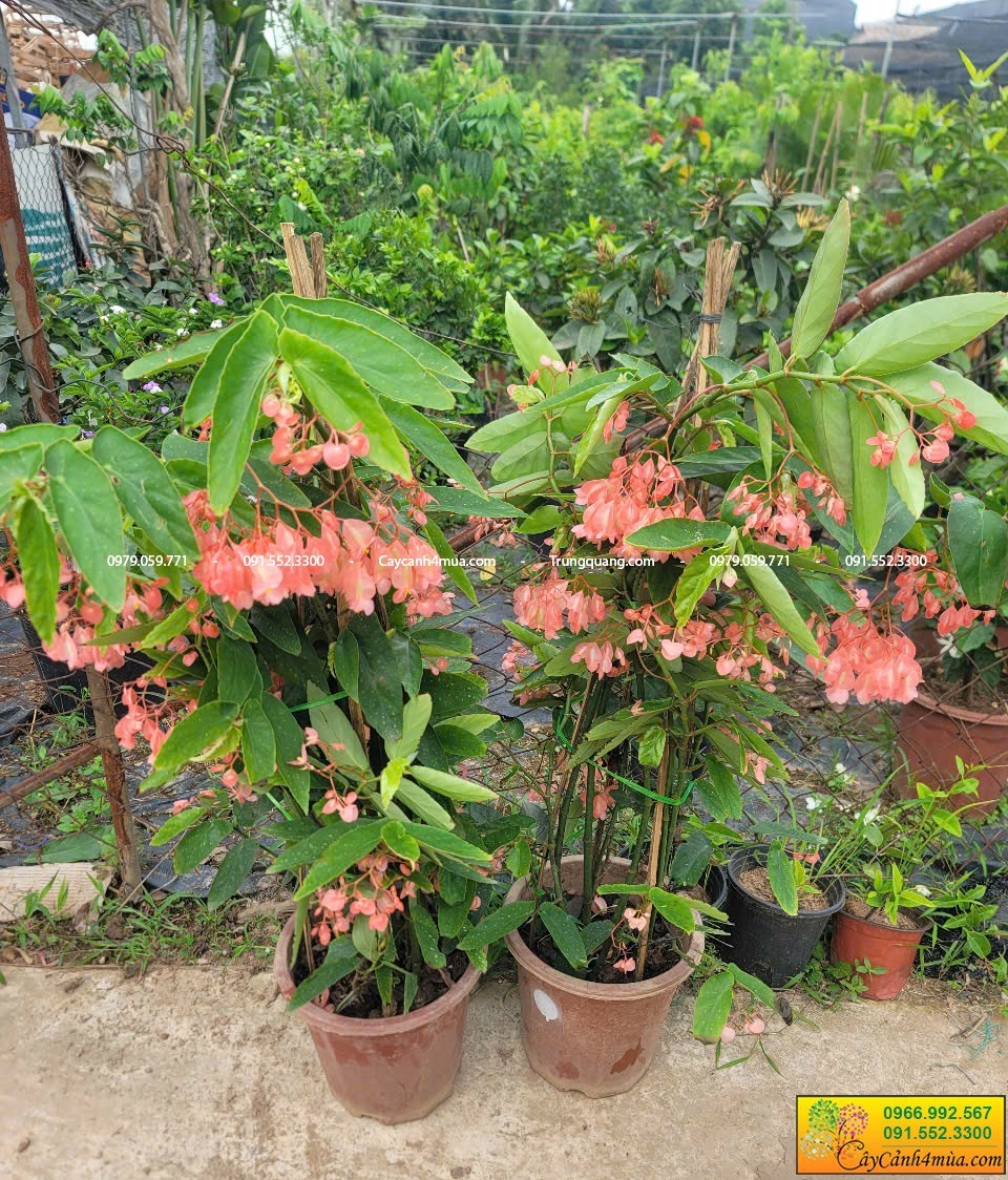 hoa trúc pháp lá nhỏ gửi khách hải phòng