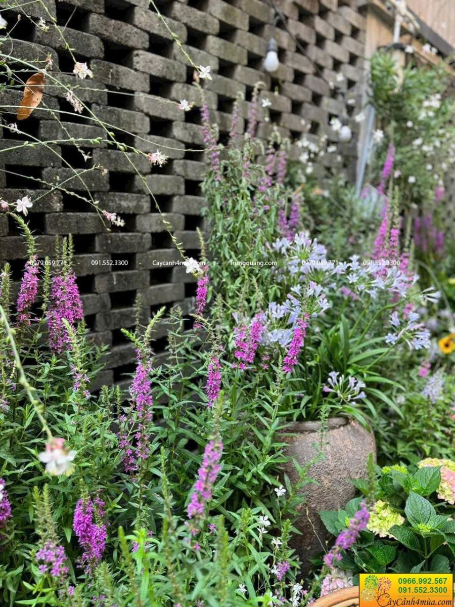 Violet nhật hoa nở quanh năm