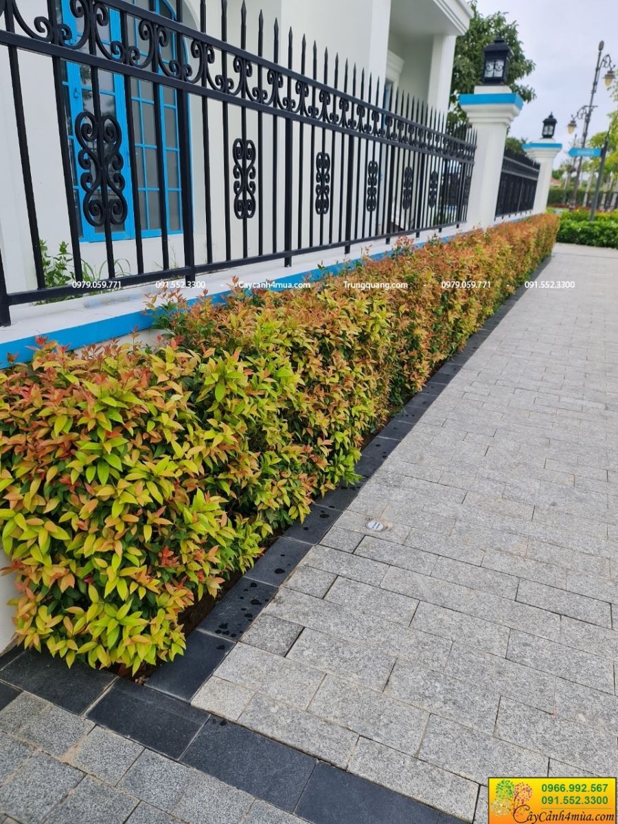hồng lộc trồng viền