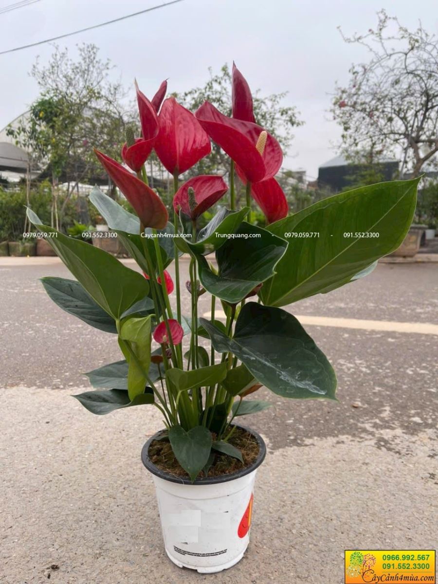 hồng môn thiên nga lên chậu