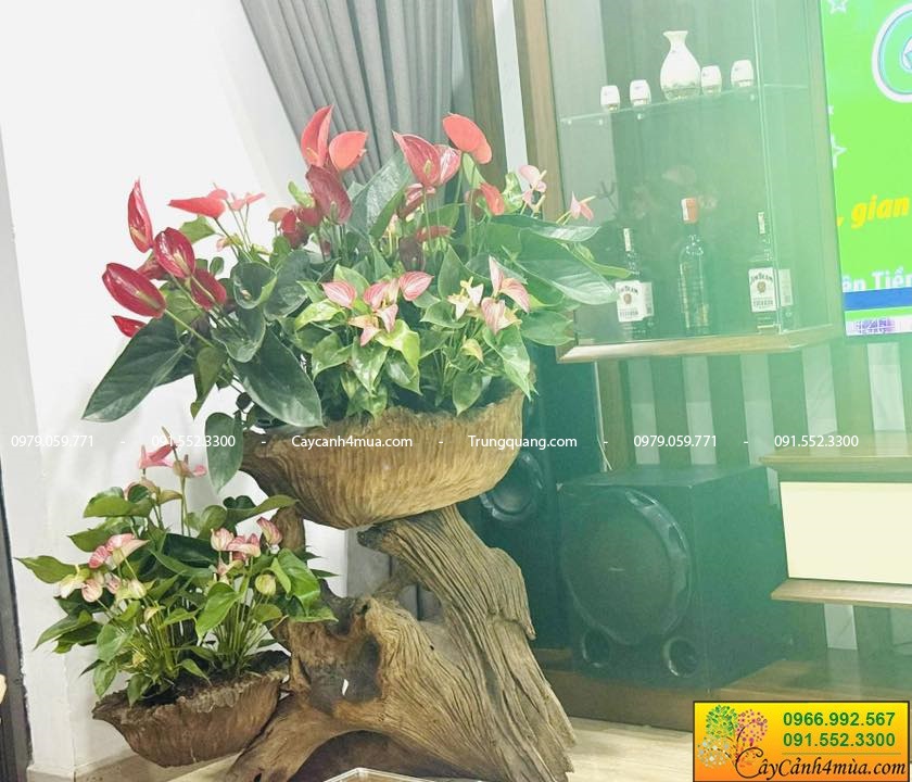 hồng môn thiên nga trang trí trong nhà