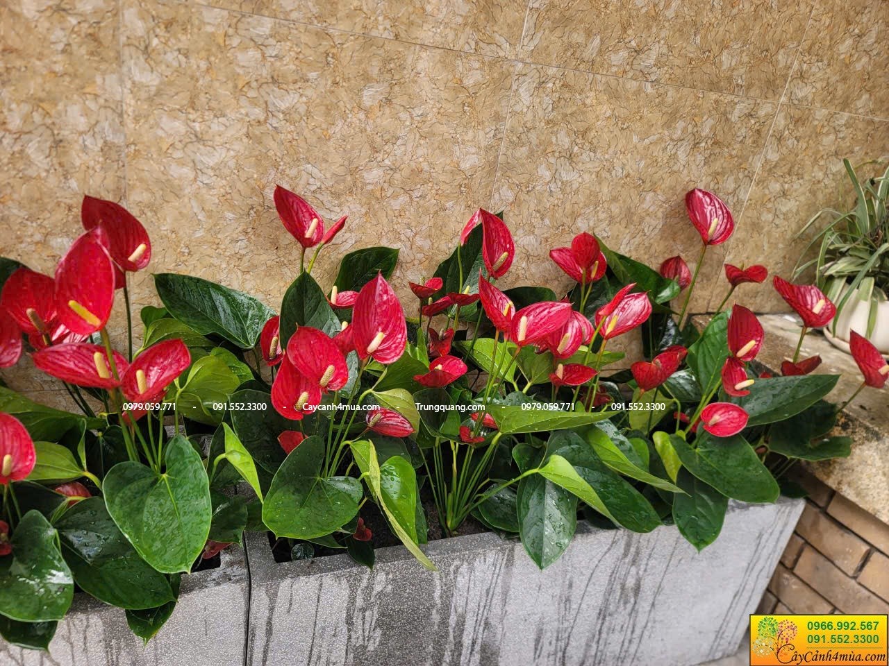 Hồng môn thiên nga cánh nhỏ