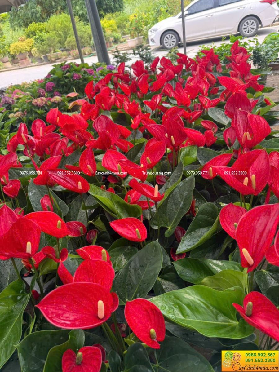 hồng môn thiên nga