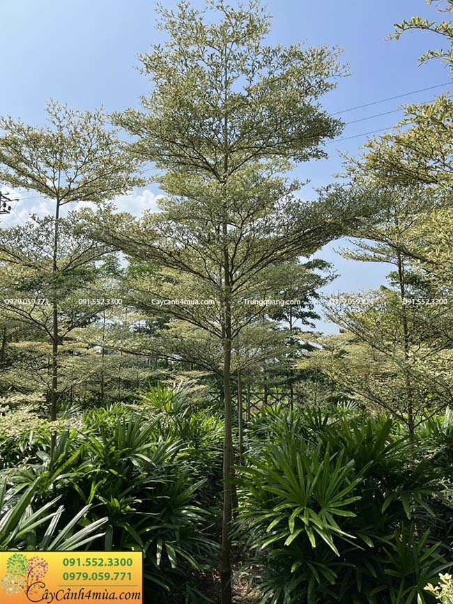 Tác dụng của cây bàng Đài Loan cẩm thạch