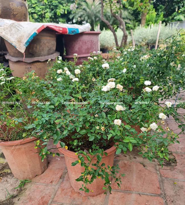 Cách trồng và chăm sóc cây hồng bạch trà 