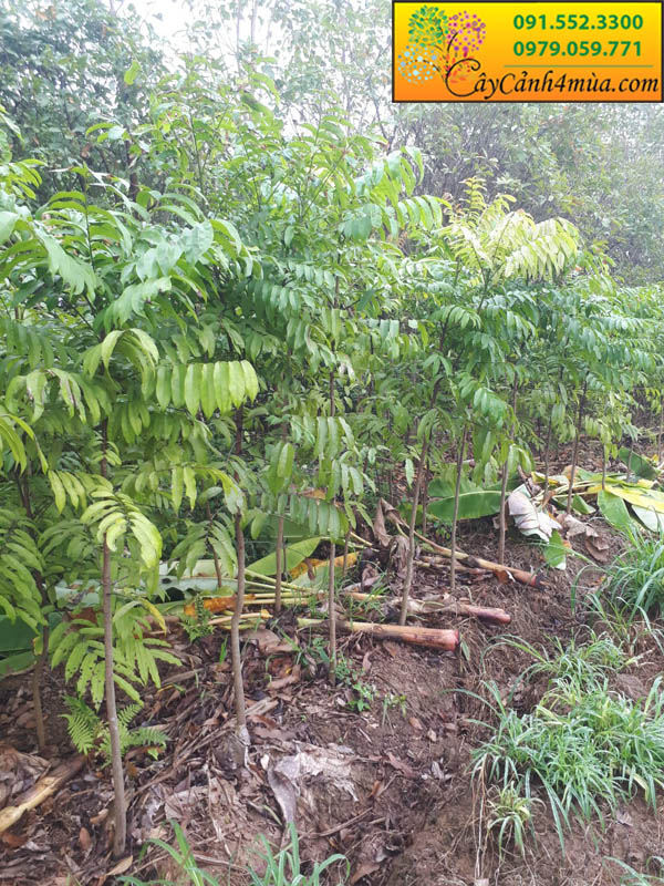 Kỹ thuật trồng cây sấu đơn giản