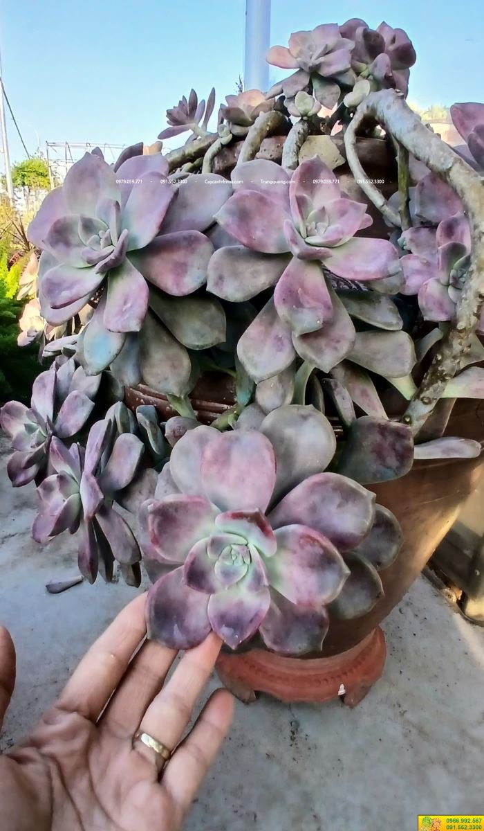 sen đá hồng mập