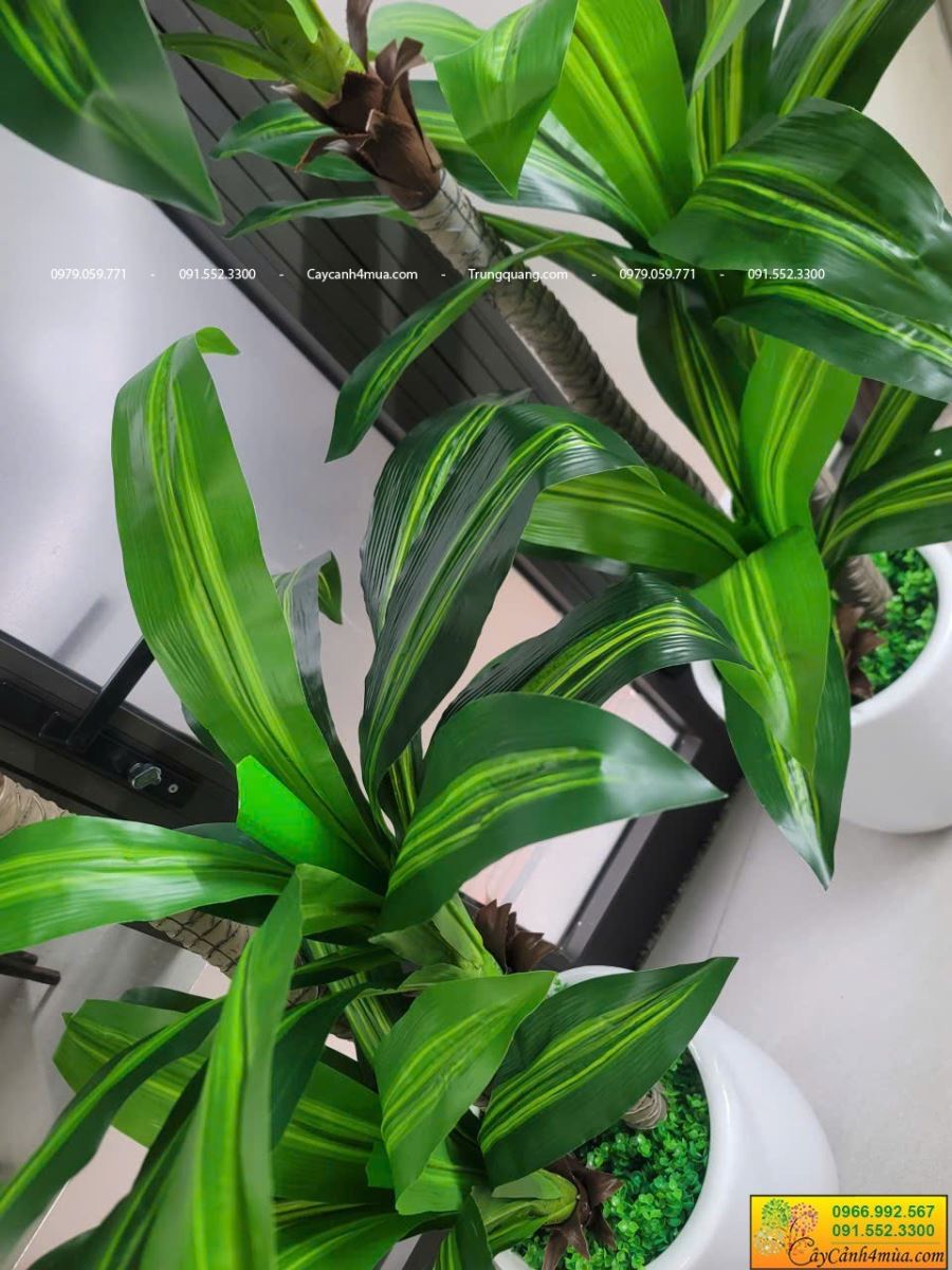 lá thiết mộc lan