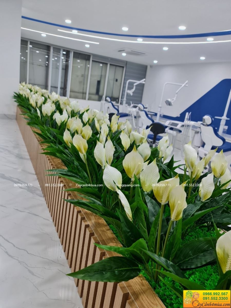 lan ý hàng thấp cắm hộc