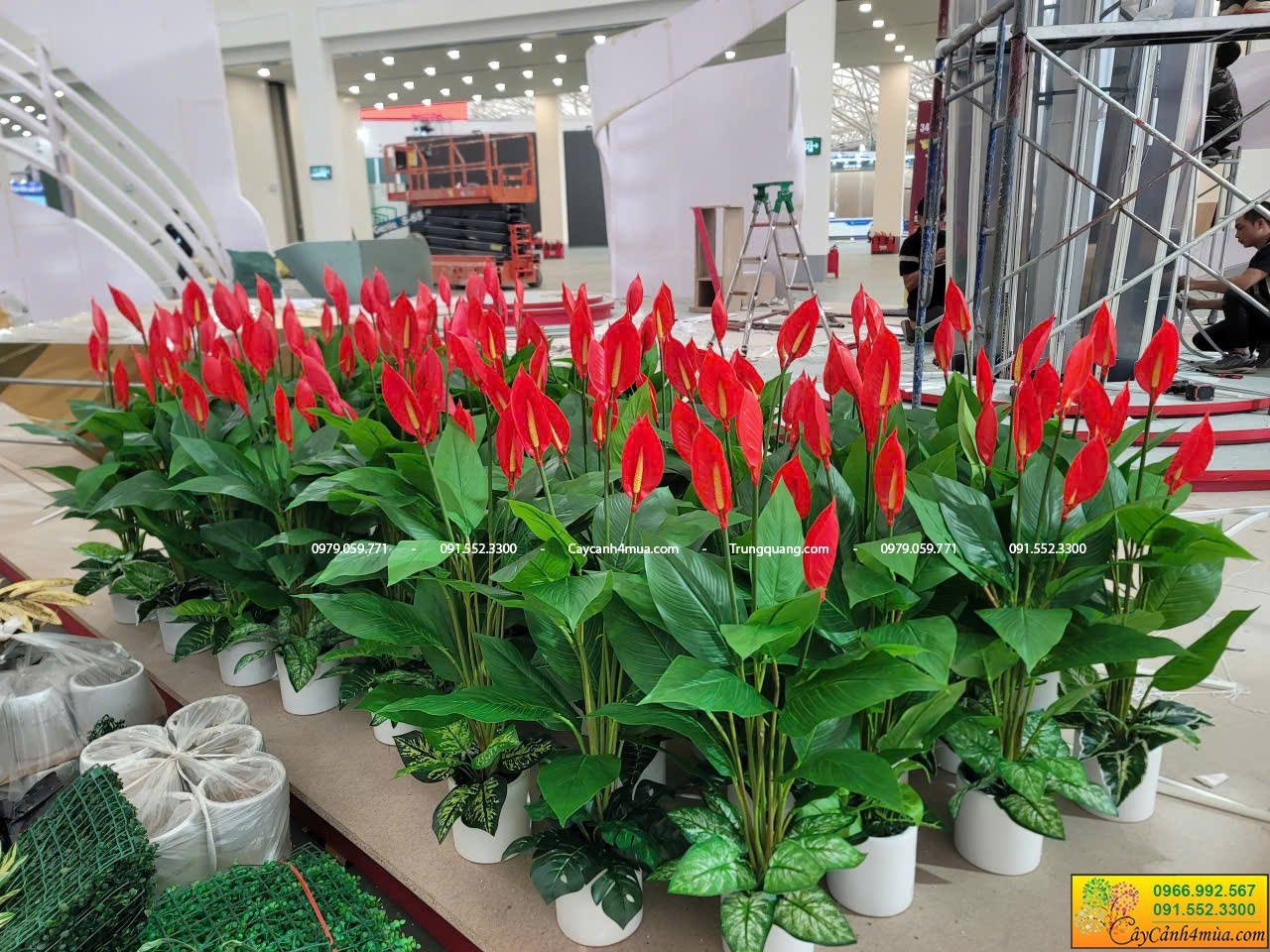 lan ý giả lên chậu