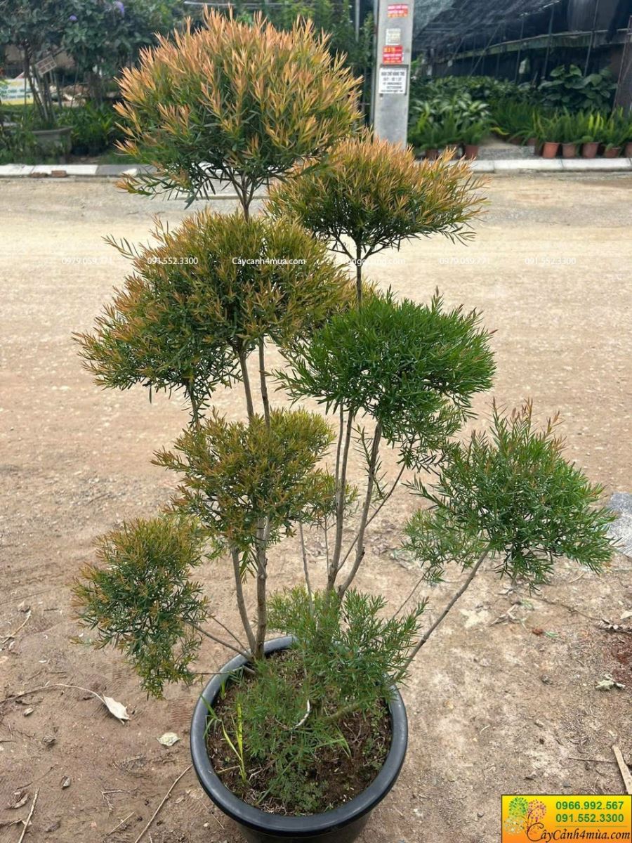 lieu-hoang-kim-to-chim