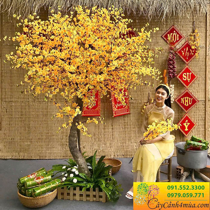 cây mai vàng tết đẹp decor không gian