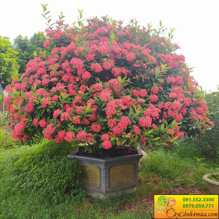 Cây Hoa Mẫu Đơn Thái - Mỹ Màu Hồng, Cam, Đỏ, Trắng