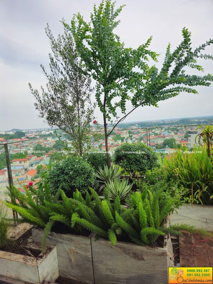 mimosa trồng sân thượng