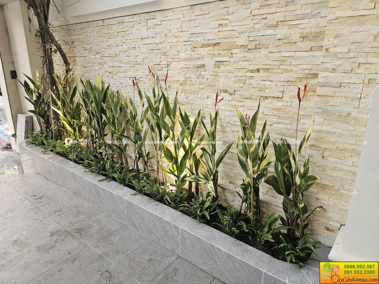 mỏ két trồng viền