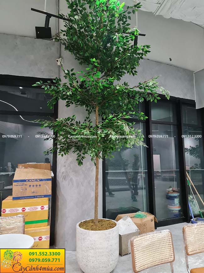 Địa chỉ mua cây bàng đài loan tại Hà Nội