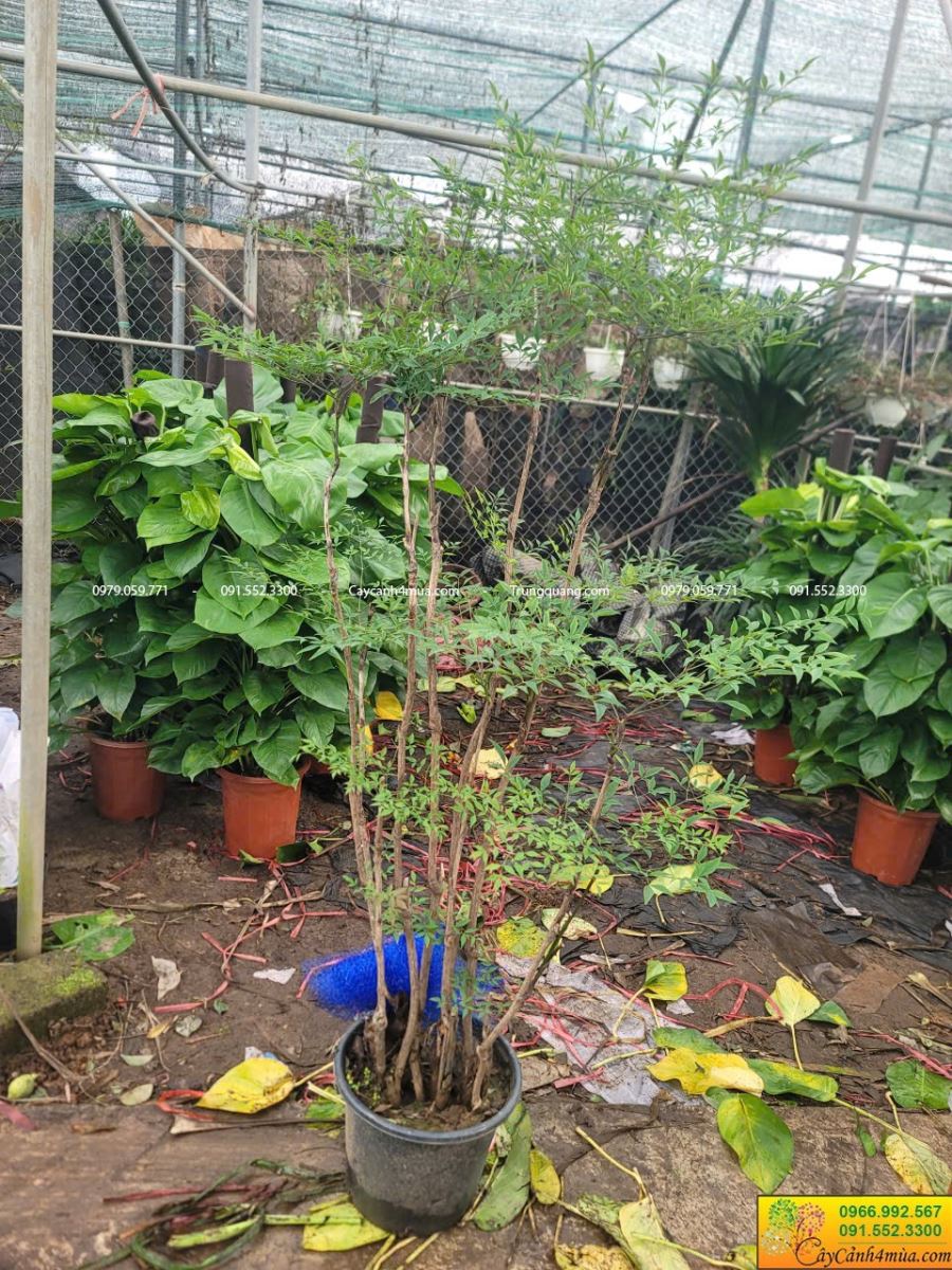 Nam thiên trúc cao 1m7