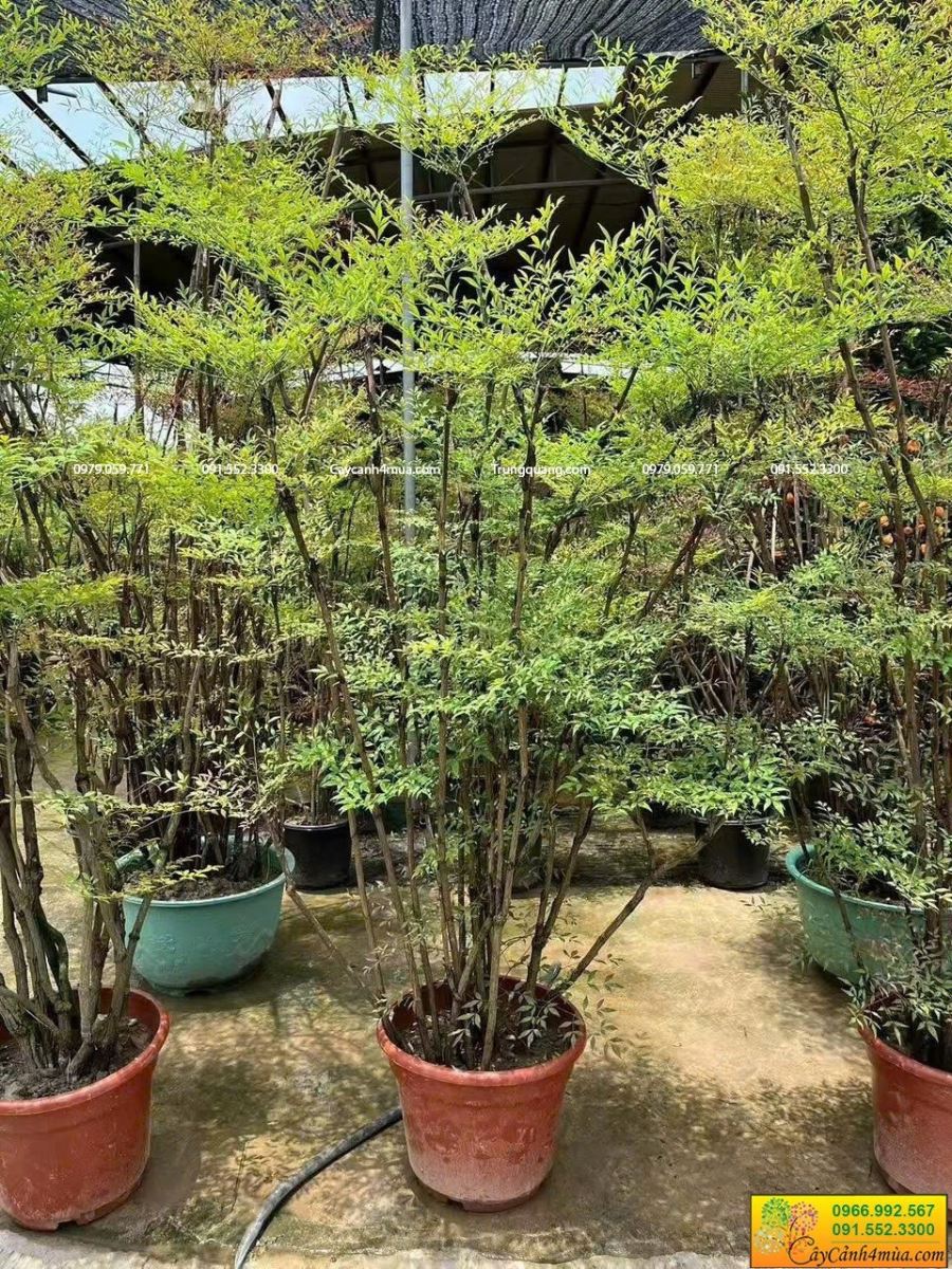 cây nam thiên trúc cao 2m