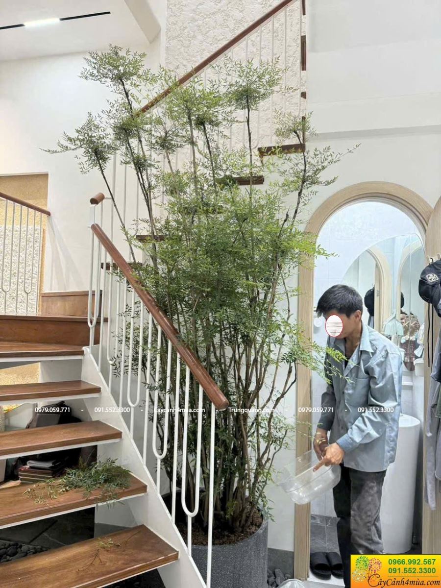 trồng nam thiên trúc trong nhà