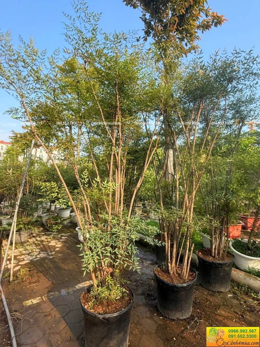 nam thiên trúc cao 2m