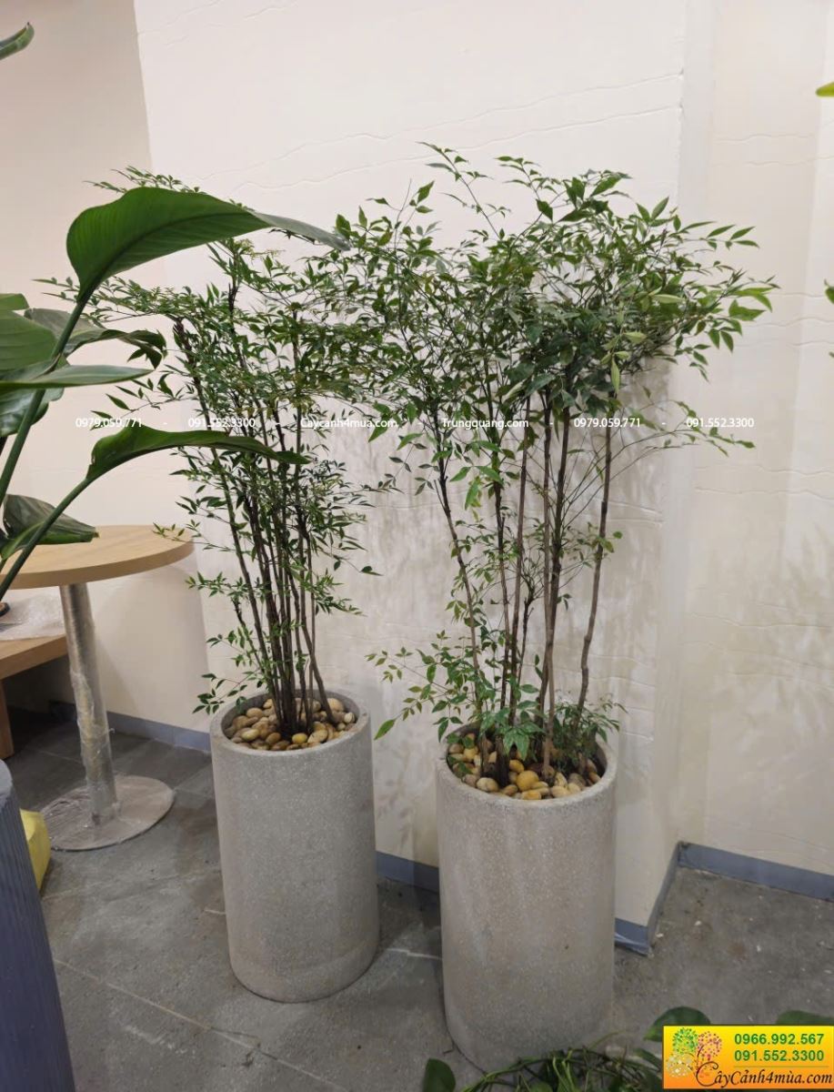 nam thiên trúc trồng quán cafe