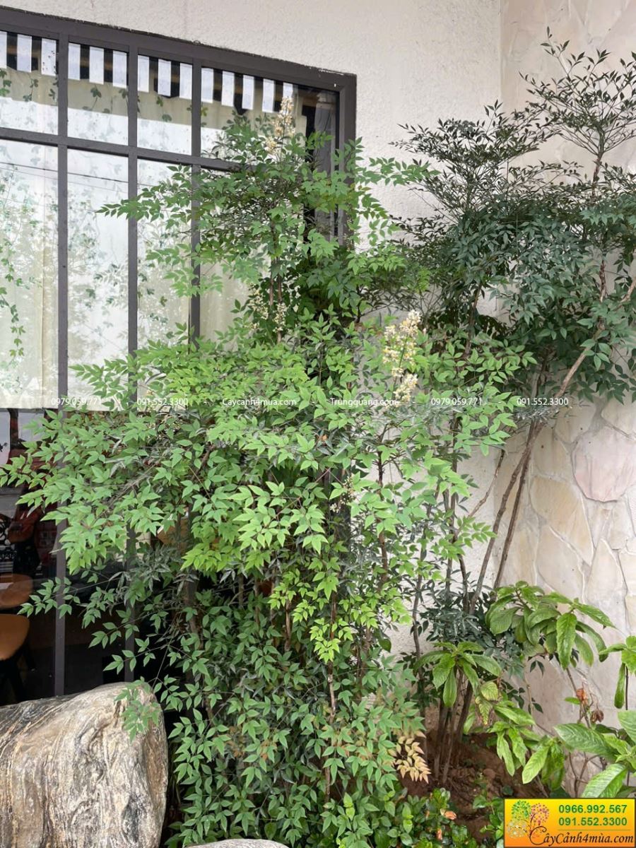 nam thiên trúc trồng hiên nhà