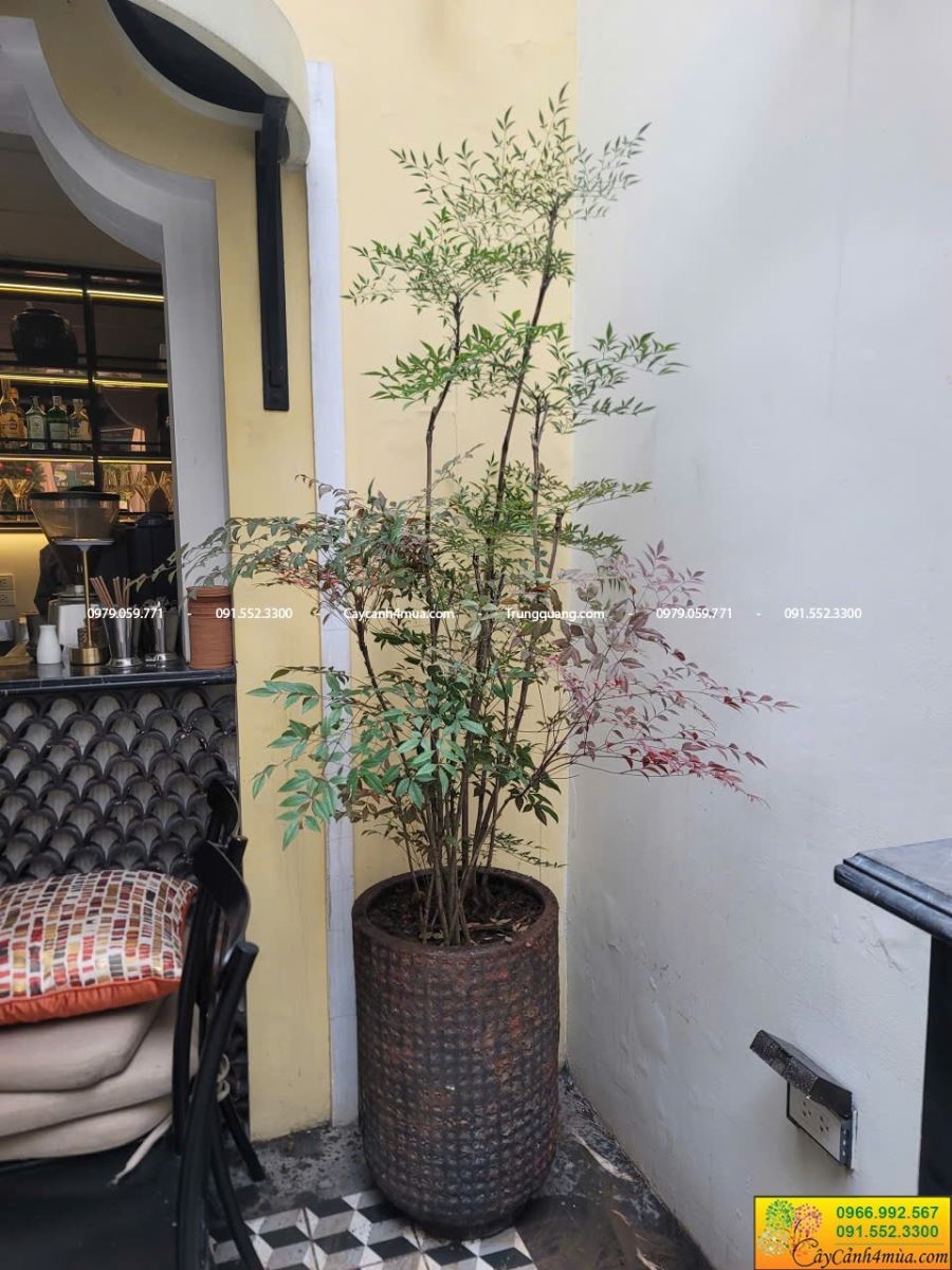 Nam thiên trúc trồng trang trí quán cà phê