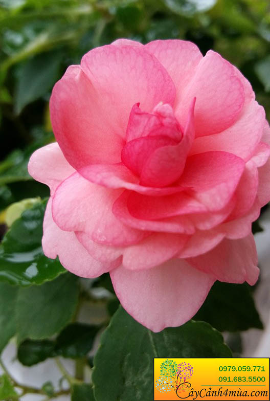 Hoa ngọc thảo kép hồng