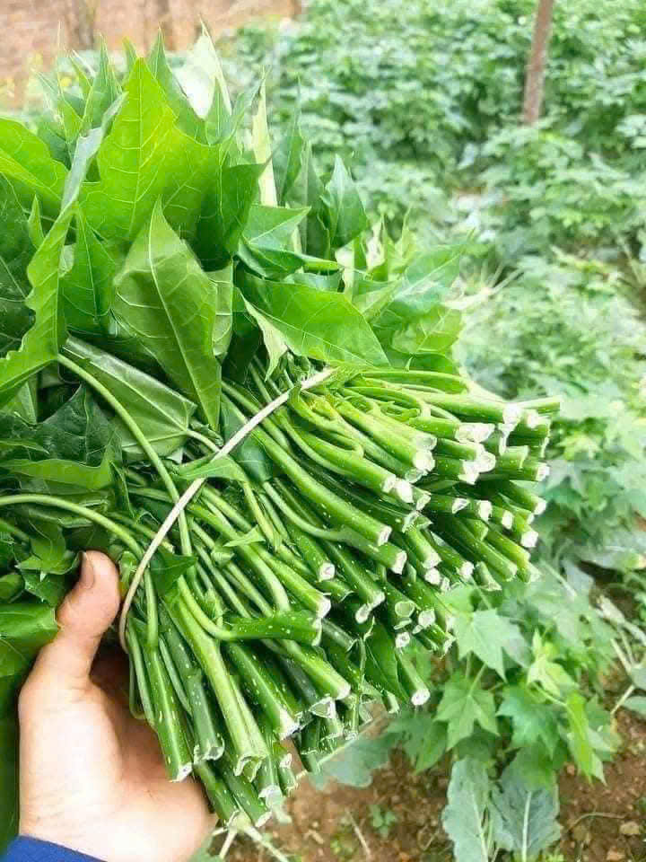 thu hoạch rau mì chính