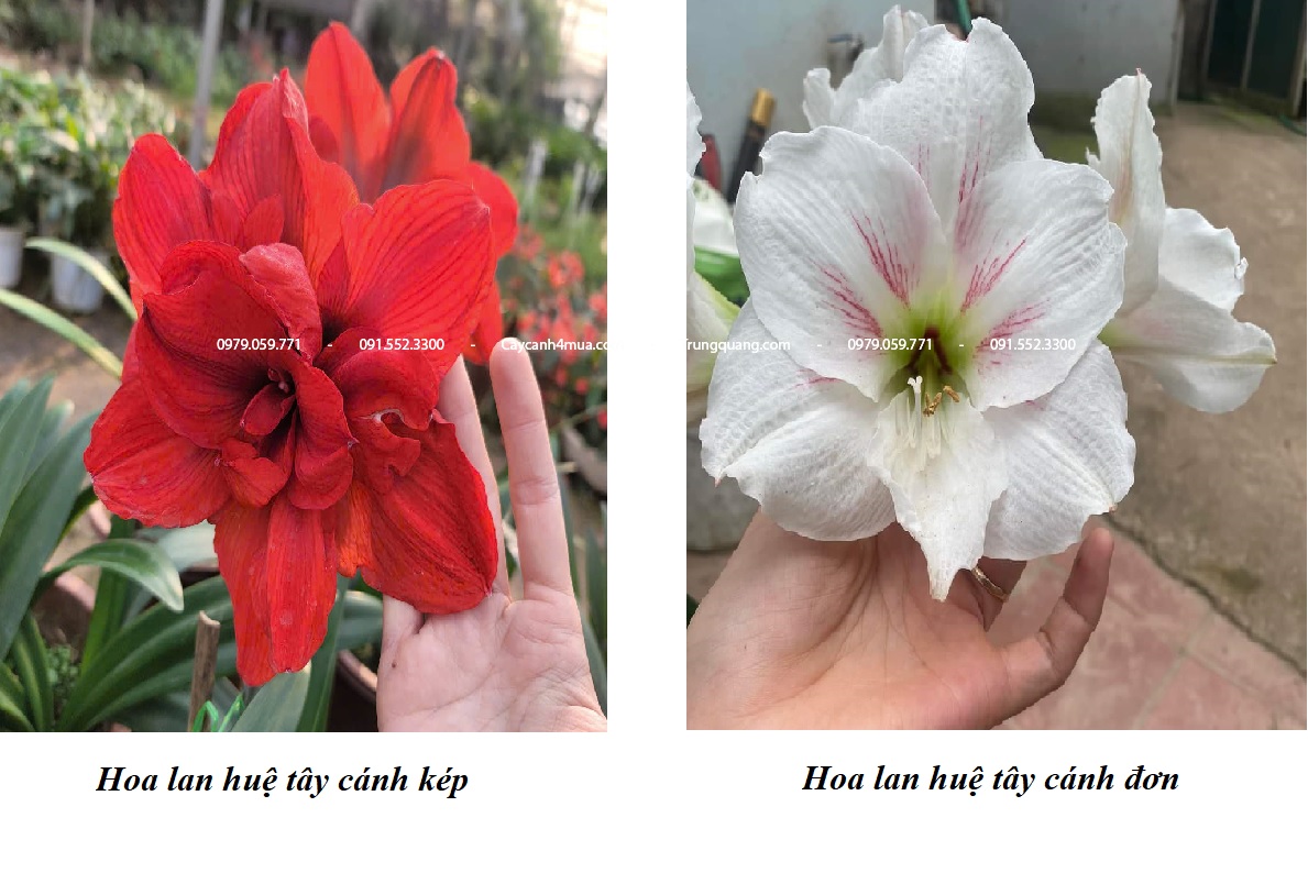 phân biệt hoa lan huệ tây