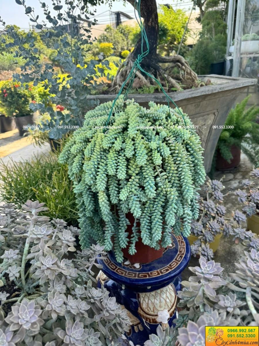 sen đá chuỗi ngọc