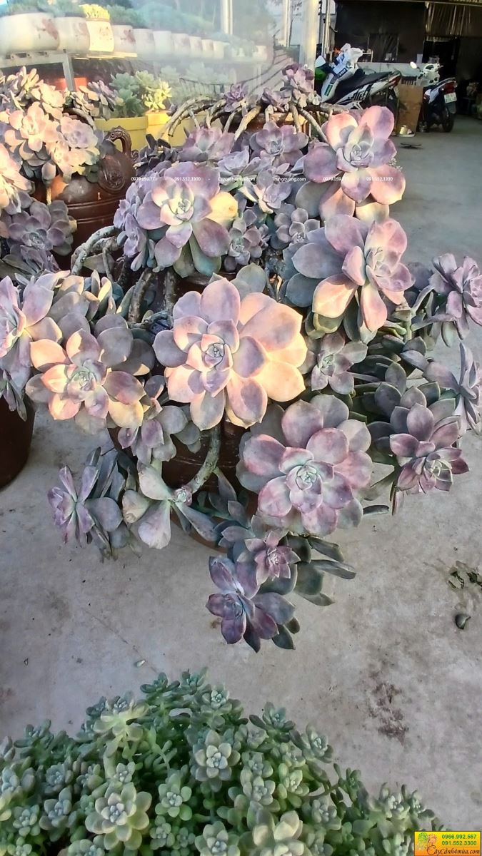 sen đá hồng mập