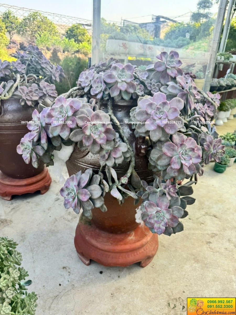 sen đá hồng mập