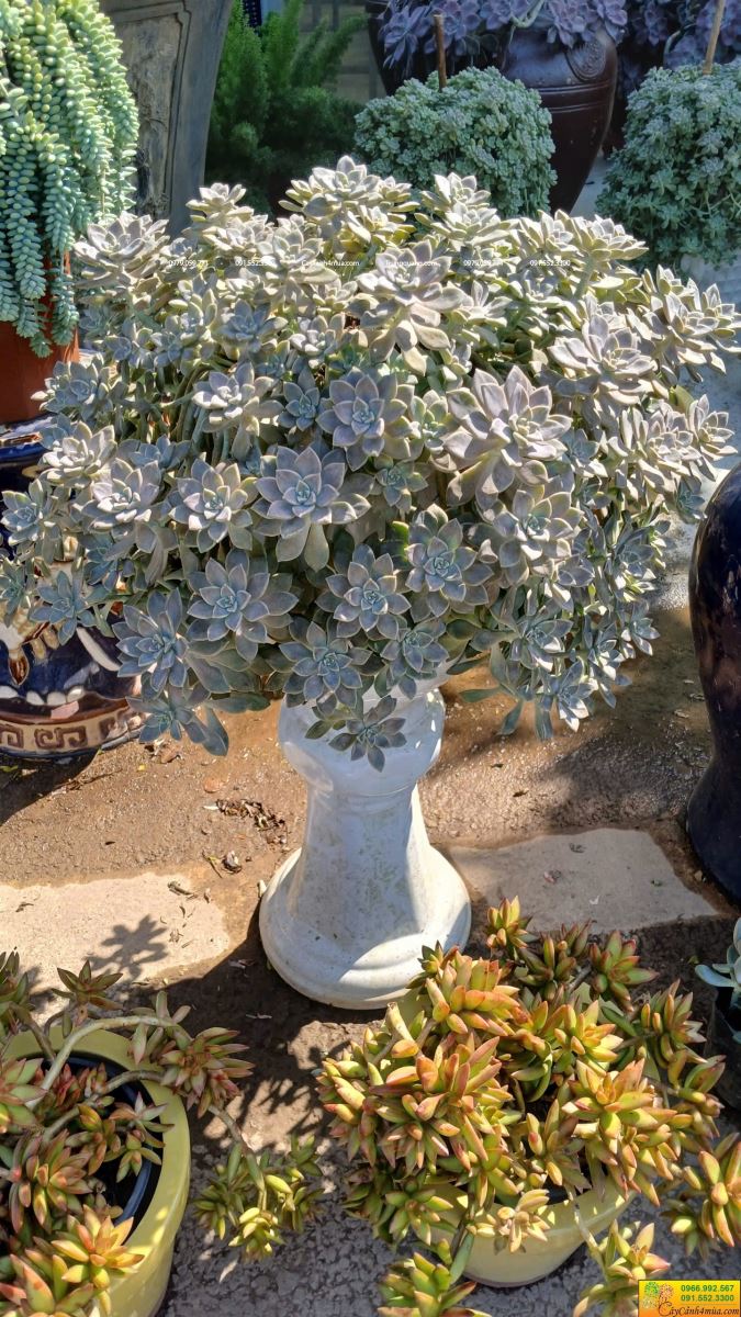 sen đá kim tuyến