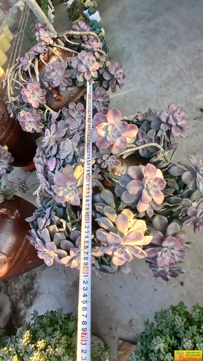 sen đá hồng mập