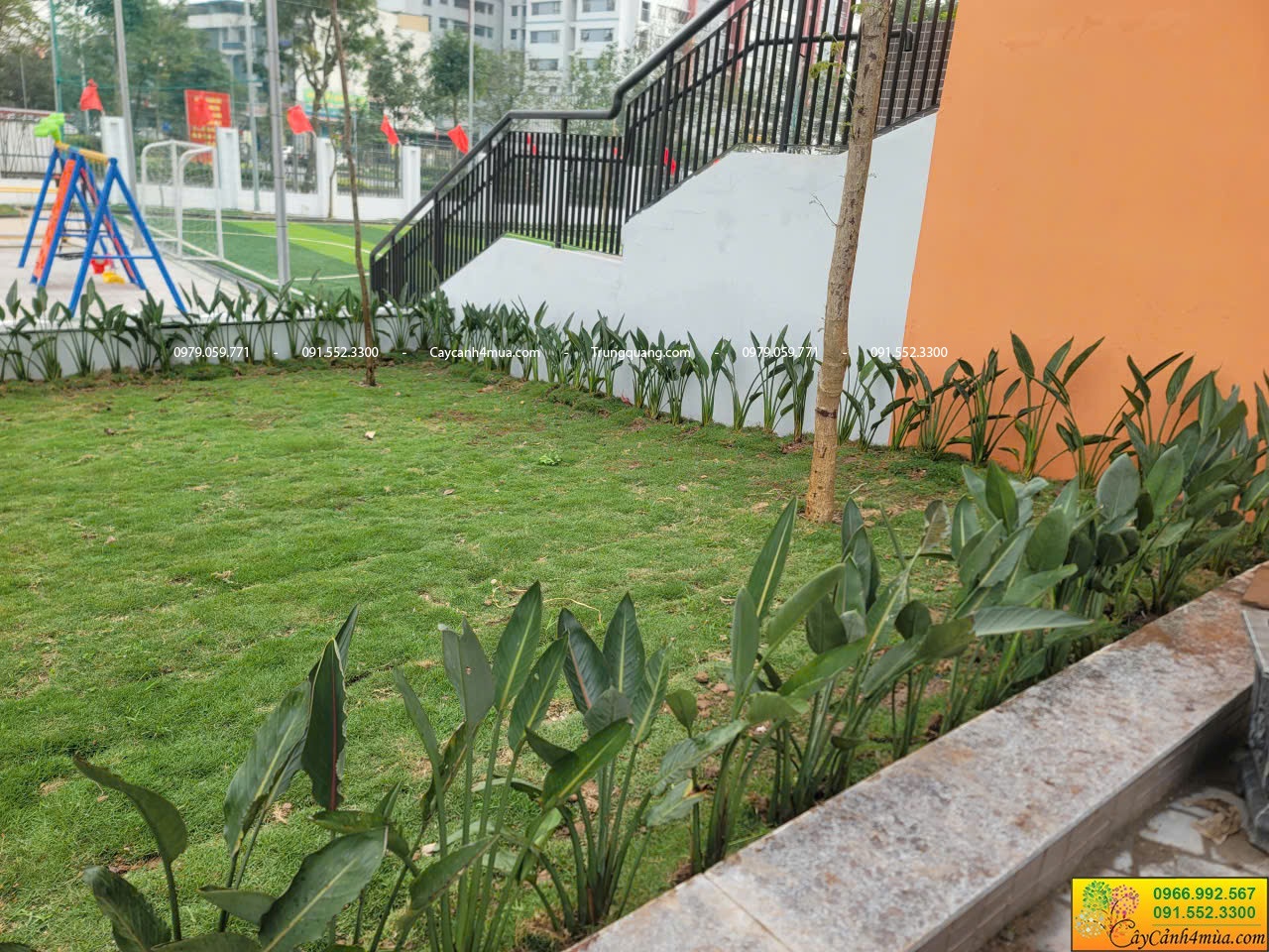 thiên điểu hạc cam