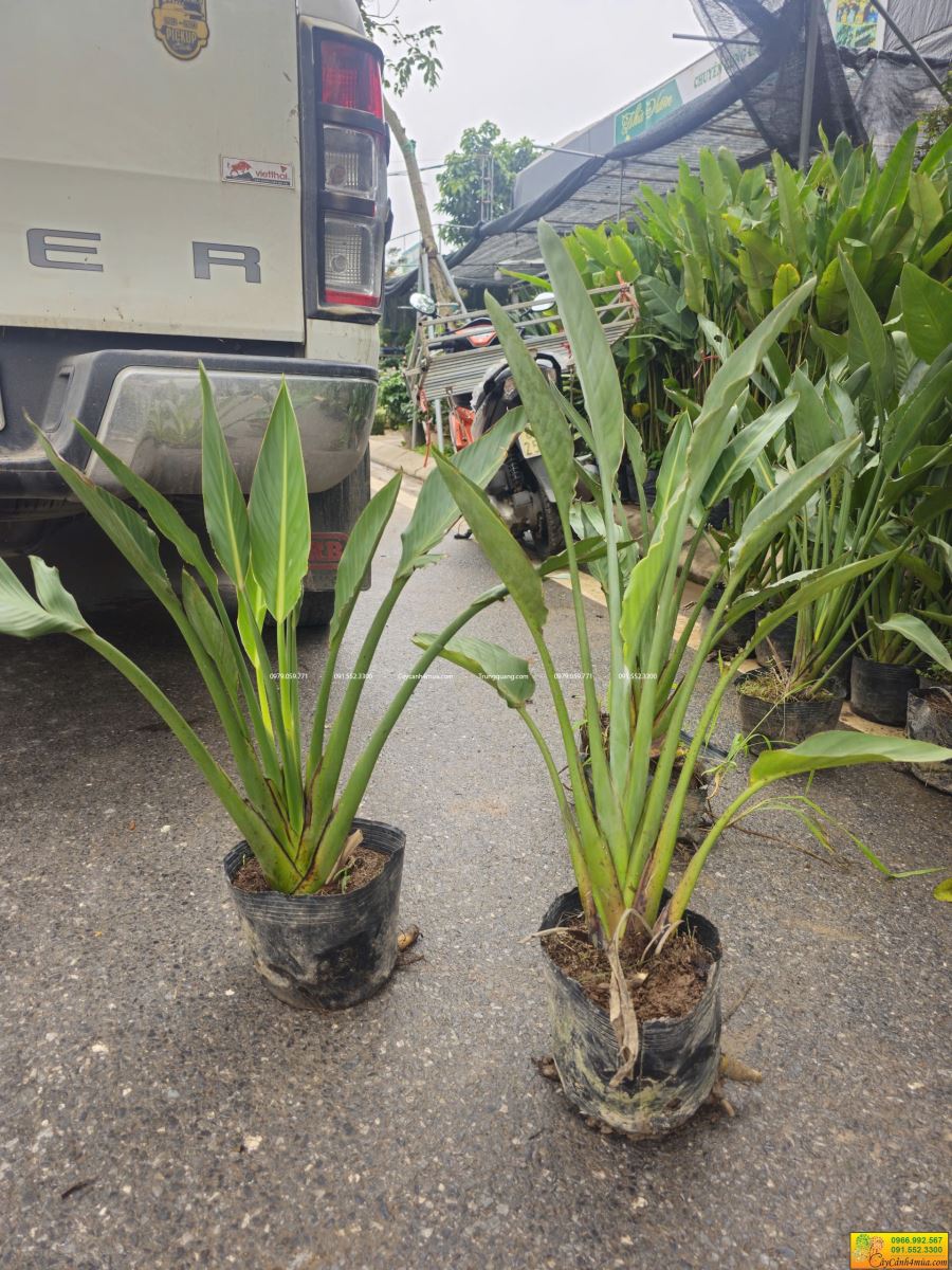 hạc cam hàng bầu