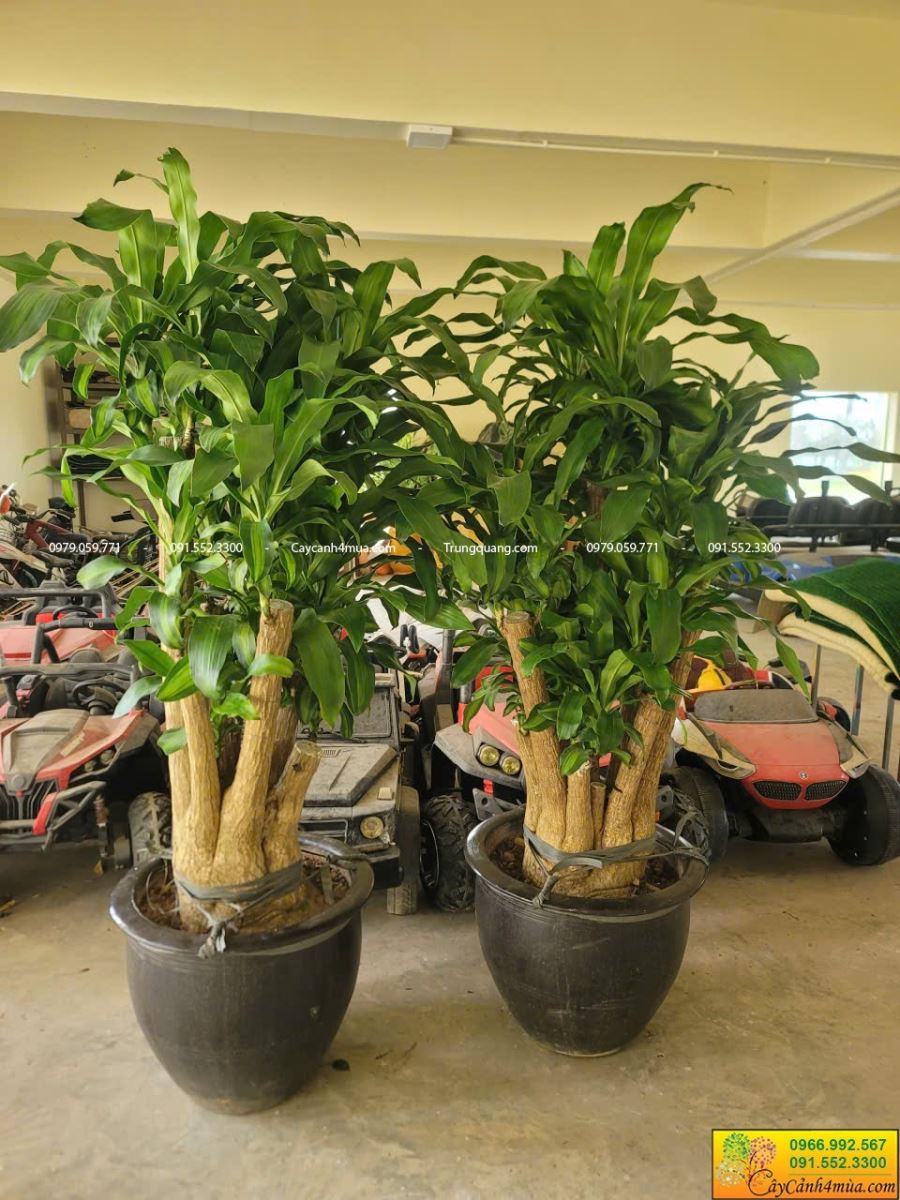 thiết mộc lan gốc to
