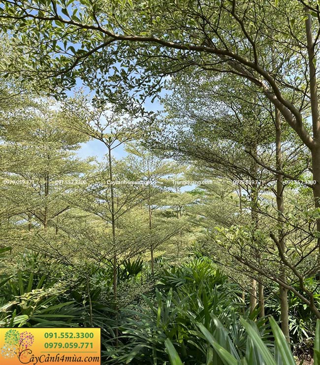 Đặc điểm của cây bàng Đài Loan