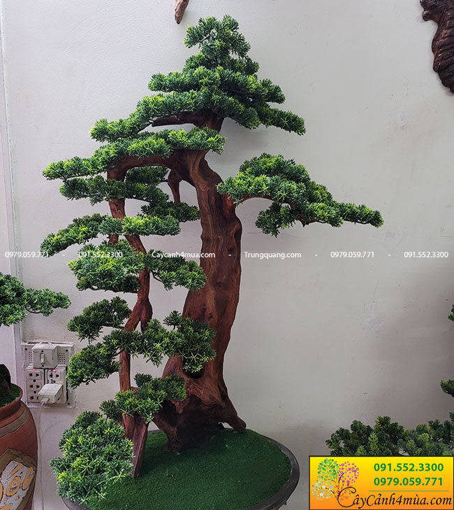 Thông tin về cây tùng la hán bonsai giả 