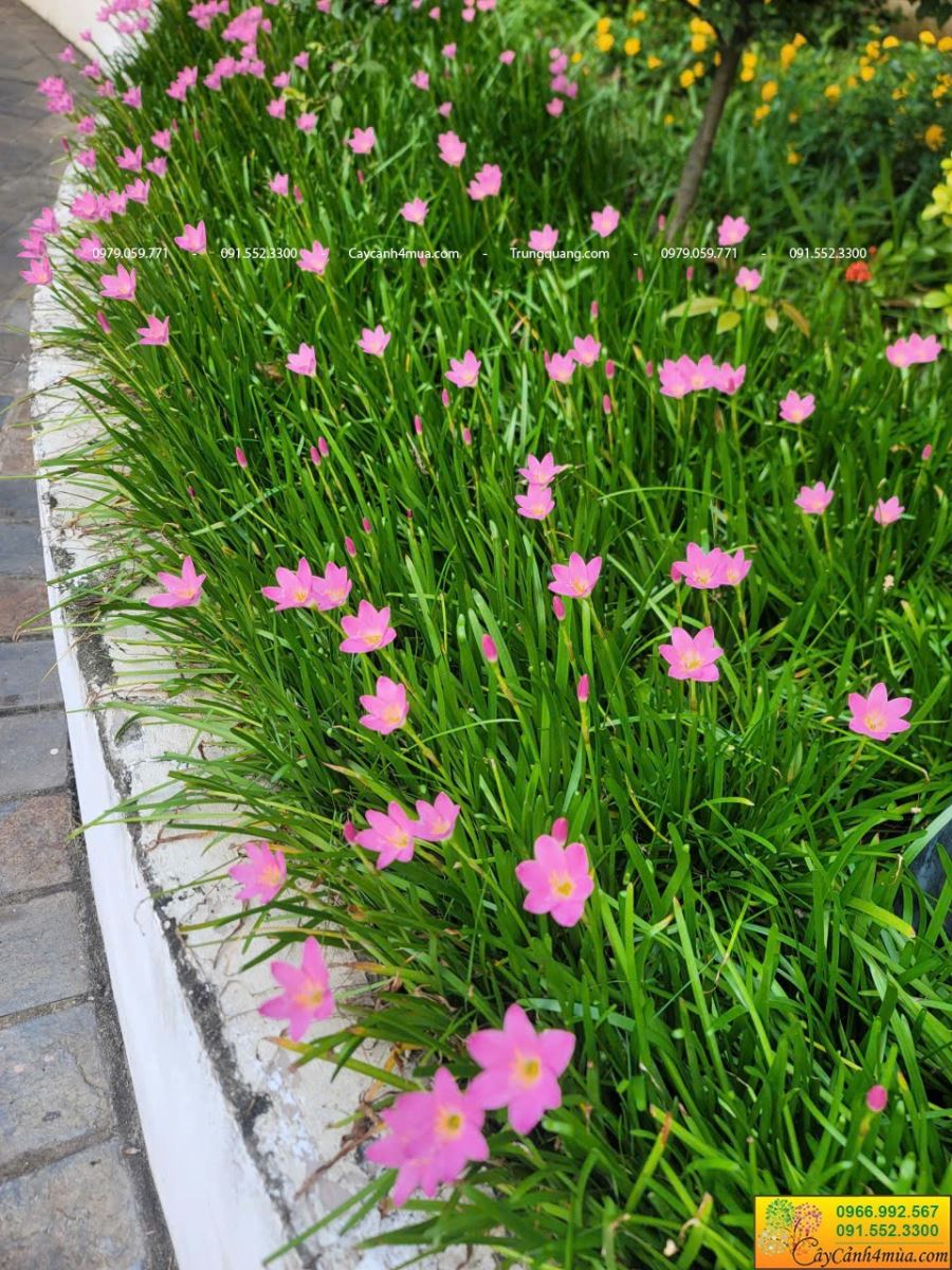 huệ mưa tóc tiên