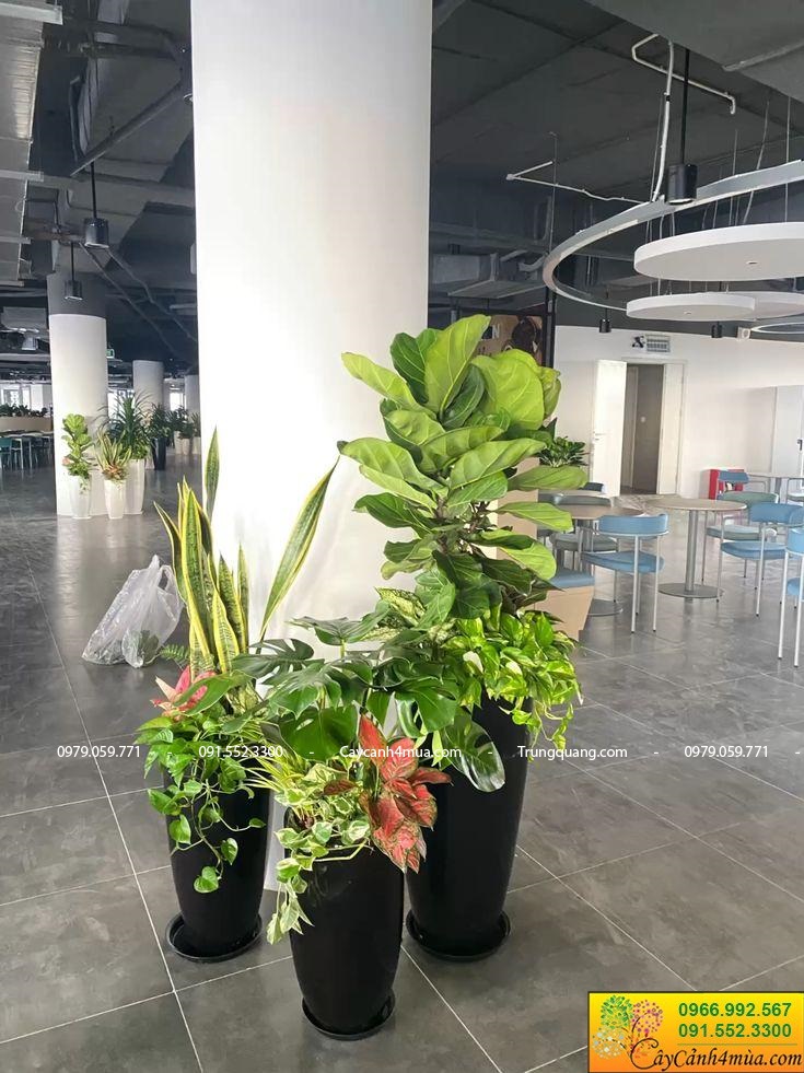 cây văn phòng