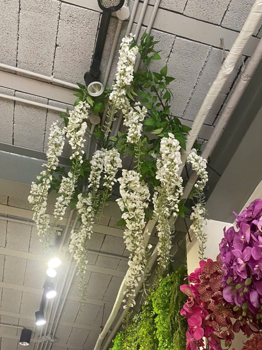 hoa tử đằng rủ