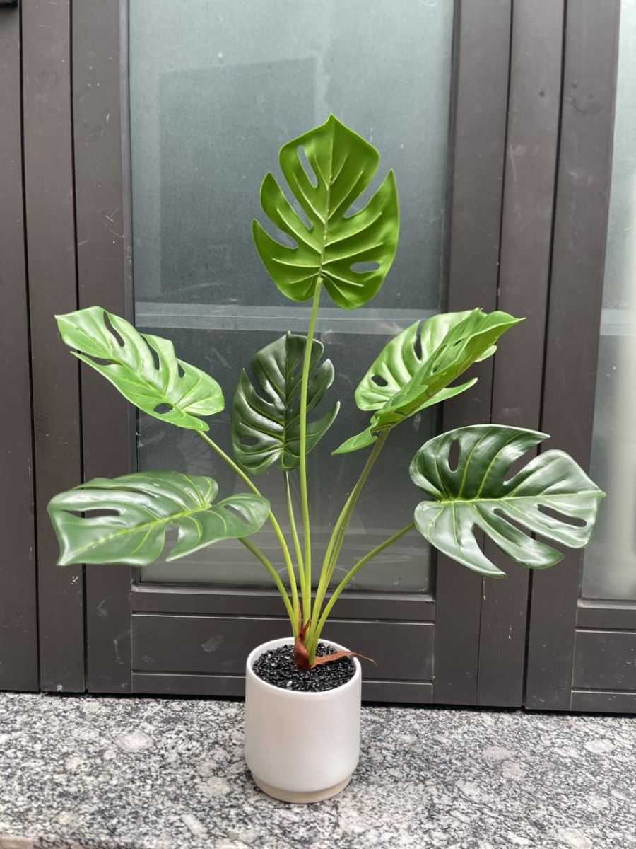 trầu bà lá xẻ thấp