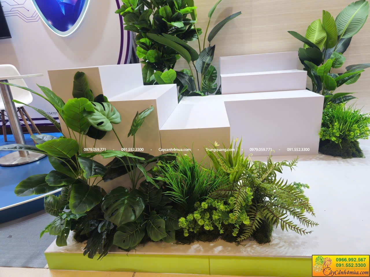 Cây trầu bà lá xẻ thuê sự kiện ngắn ngày