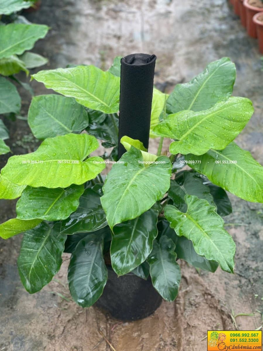 cây trầu bà subin