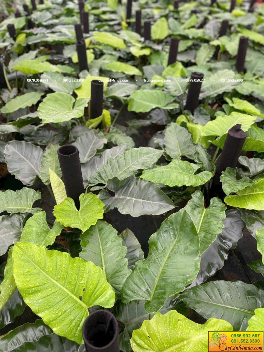 vườn trầu bà subin