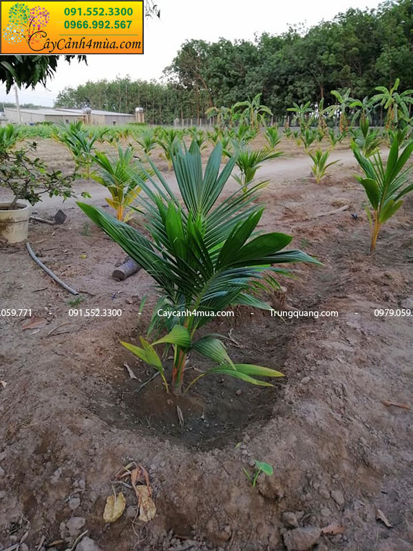 Kỹ thuật trồng dừa xiêm lùn