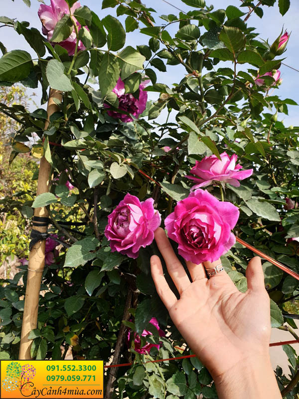 Trồng cây Hoa hồng Sheherarad ngoài vườn